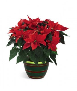 Poinsettia Planter 6 inches